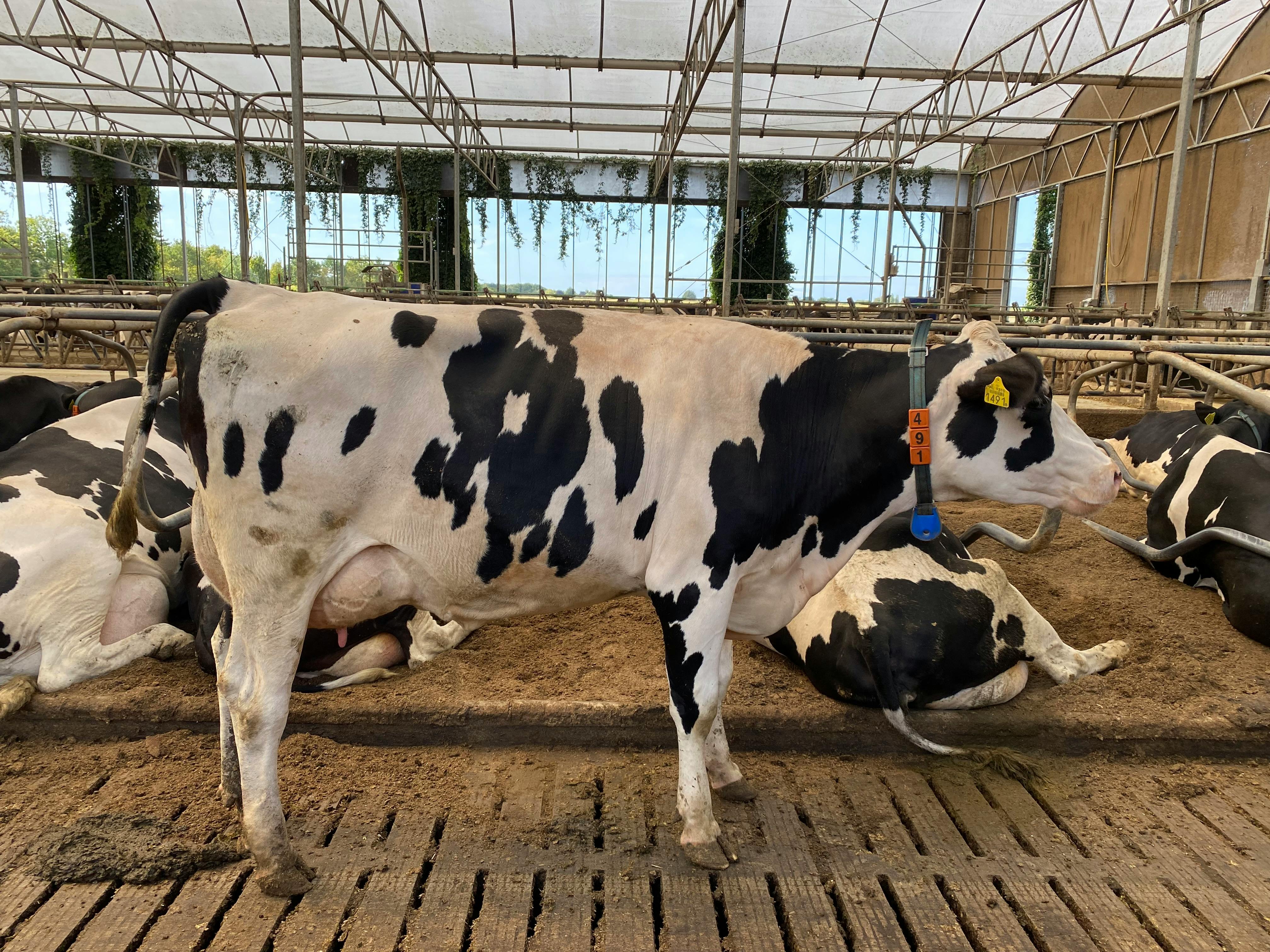 Holstein cow standing in a spacious dairy barn with other cattle resting.
